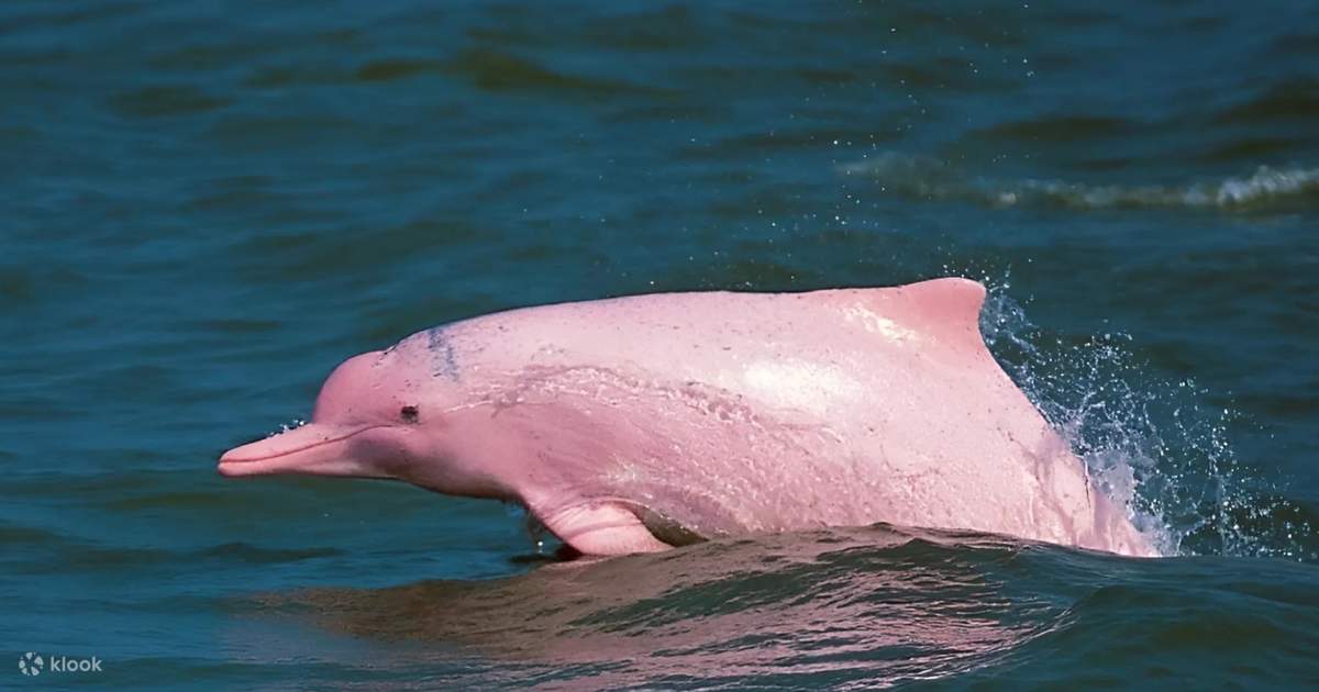 Dolphin オーシャンドルフィンピンク From Koh Samui: Pink Dolphin Boat Tour to Khanom with Lunch